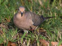 Dove.jpg