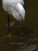 Egret.jpg