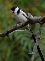 Whydah.jpg