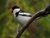 Whydah12.jpg