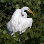 Egret2.jpg