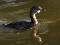 Grebe.jpg