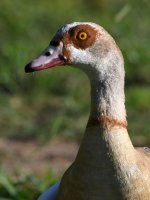 Goose.jpg