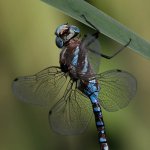 Dragonfly13.jpg