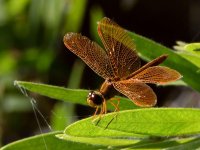 Dragonfly23.jpg