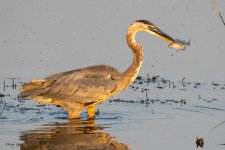 GBHCatch-550.jpg