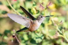 Hummer-600.jpg