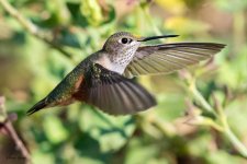 Hummer-601.jpg