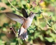 Hummer-602.jpg