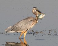 GBHCatch-551.jpg
