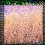 DSC_0073-Edit.jpg
