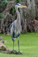GBH Statue Still-101.jpg