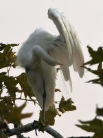 Egret.jpg