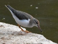 Sandpiper6.jpg