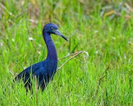 Little Blue Heron-101.jpg