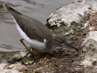 Sandpiper5.jpg