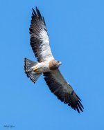 SwainsonsFlight-500.jpg