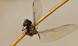 _ROY2309_00001.jpg