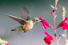 Hummer-620.jpg