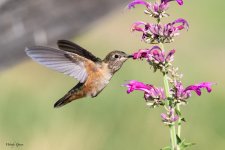 Hummer-621.jpg