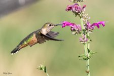 Hummer-622.jpg