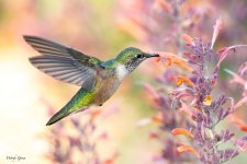 Hummer-623.jpg