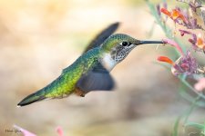 Hummer-624.jpg