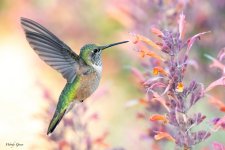 Hummer-625.jpg