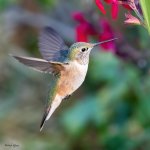 Hummer-626.jpg