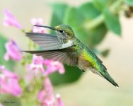 Hummer-627.jpg