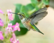 Hummer-628.jpg