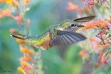Hummer-629.jpg