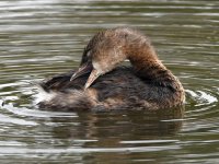 Grebe3.jpg