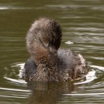 Grebe7.jpg
