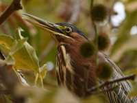 GreenHeron4.jpg