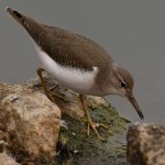 Sandpiper7.jpg
