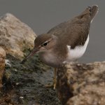 Sandpiper8.jpg