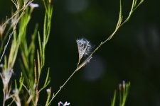 _ROY2365_00001.jpg