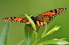 _ROY2423_00001.jpg