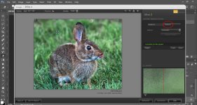 bunny 1.jpg