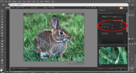 bunny 2.jpg