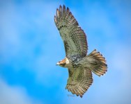 Red-tailed hawk denoise TS2 w logo (_FCS3185).jpg