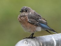 Bluebird.jpg