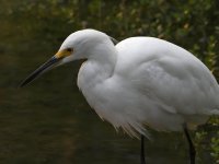 Egret2.jpg