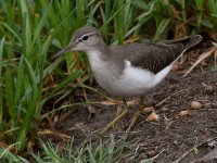 Sandpiper4.jpg