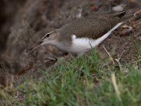 Sandpiper7.jpg