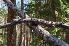 CrossingLimbs-501.jpg