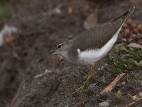 Sandpiper6.jpg