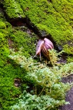 snail-3.jpg