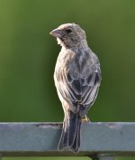 _ROY2569_00001.jpg